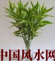 巴中十二生肖养什么植物最旺财运？你知道吗！
