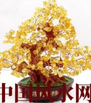 巴中买了招财植物却不能发财，是方位摆错了！